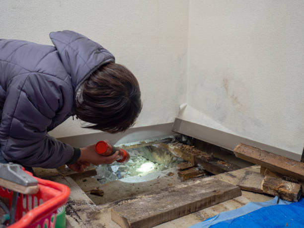 Best Mold Remediation for Healthcare Facilities  in Mayflower, AR